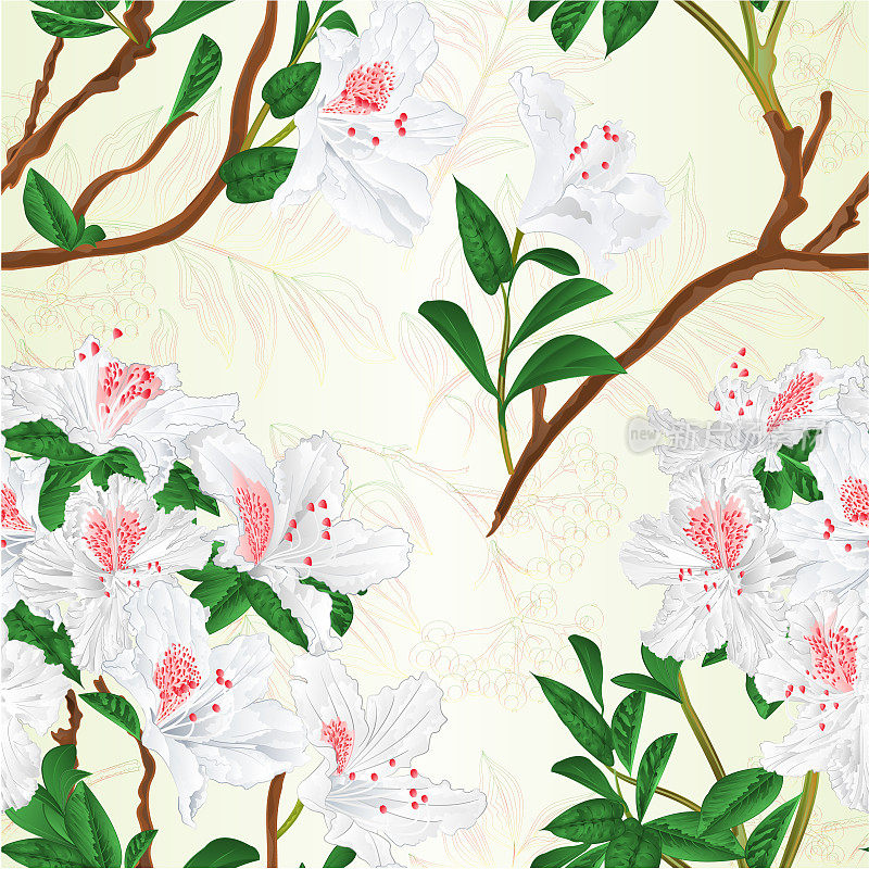 纹理无缝的白杜鹃花枝山地灌木和花楸莓复古矢量插图可编辑