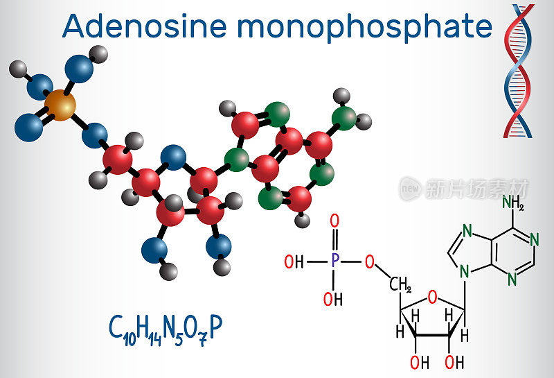 腺苷一磷酸(AMP)分子，它是由磷酸和核苷腺苷单体合成的一种酯RNA。结构化学式和分子模型