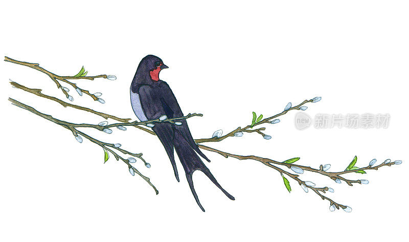 柳树上的燕子。手绘插图