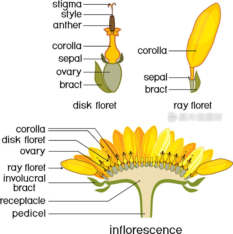 向日葵花的横截面结构。射线左右对称和辐射对称的盘状花的结构，来自花序头状花序或带有标题的假花冠
