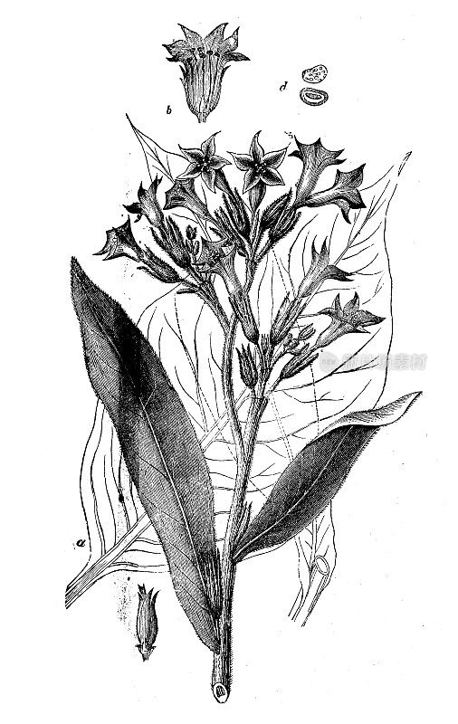古植物学插图:烟草作物