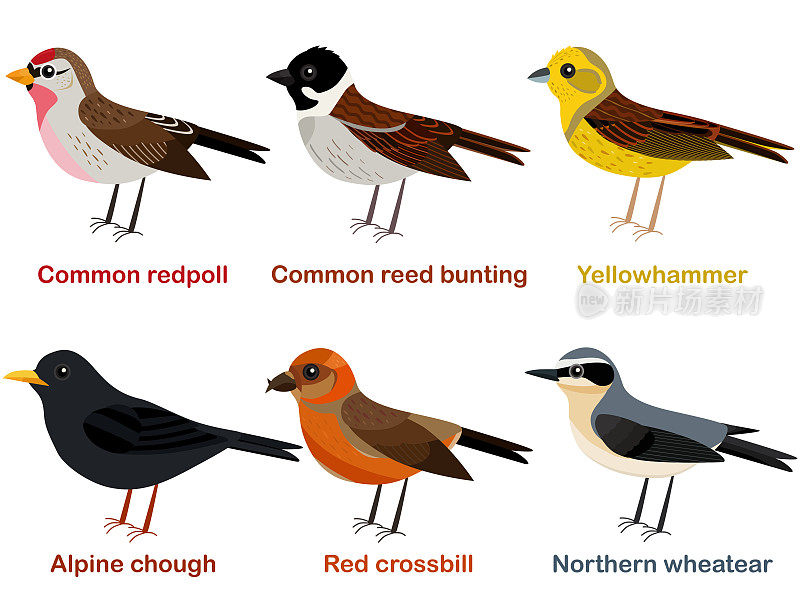 可爱的欧洲鸟类卡通-常见的红鹤，高山乔夫，黄锤鸟，北方小麦，红交叉喙，普通芦苇旗帜