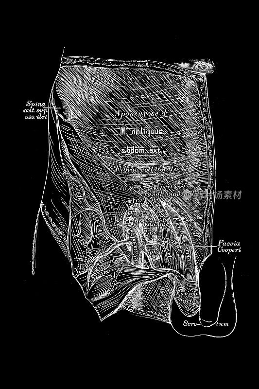 腹股沟和大腿的地形图