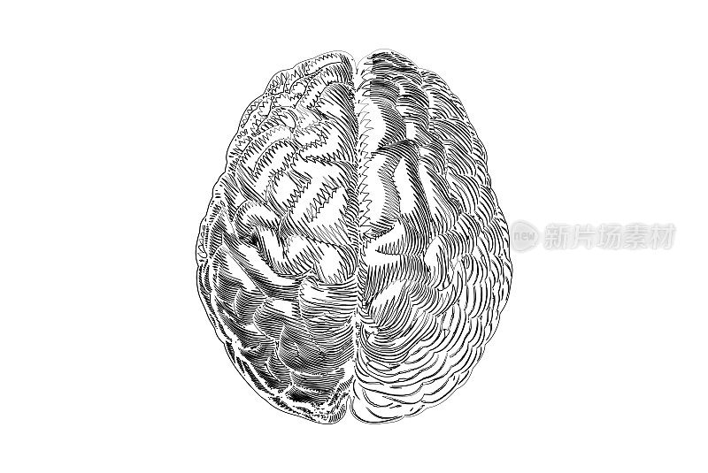 人类大脑半球在白色BG上涂鸦