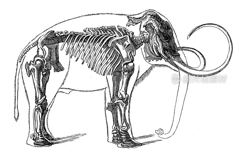 猛犸象骨架(原始象)