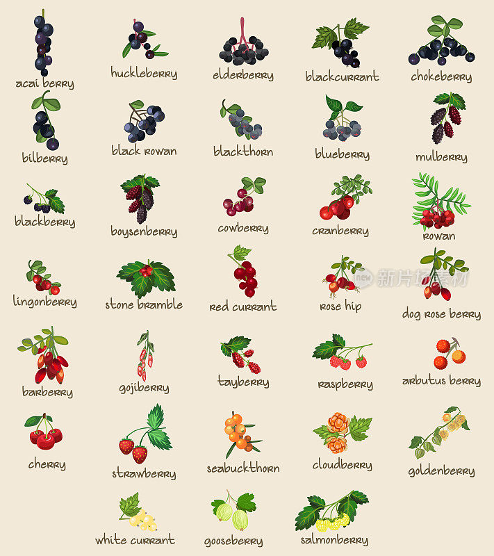 33不同的植物可食浆果，浆果，水果。完全分层和分组。形状和颜色可编辑矢量插图。