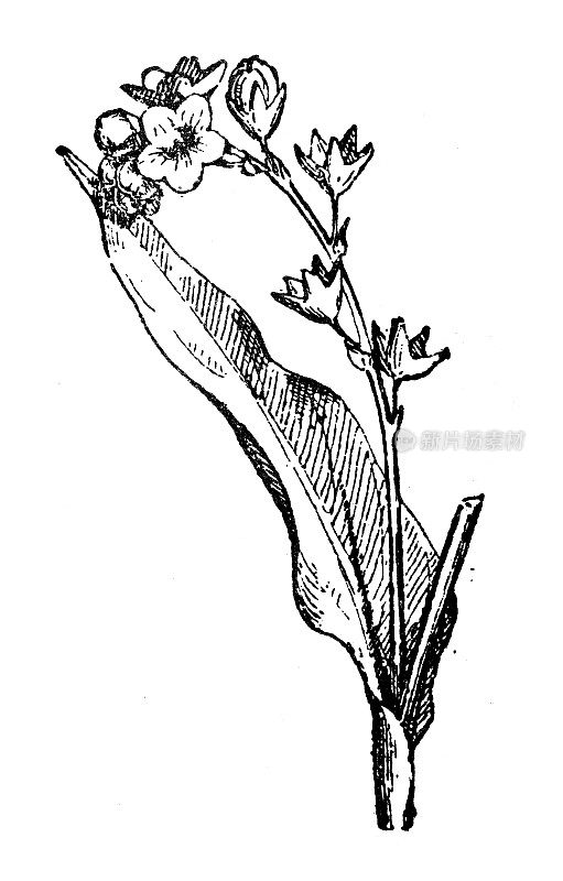 古董插图:Cynoglossum