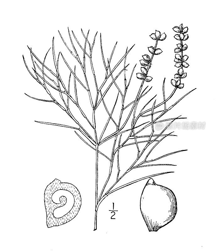 古植物学植物插图:水草，茴香叶