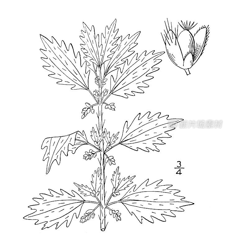 古董植物学植物插图:荨麻，小荨麻