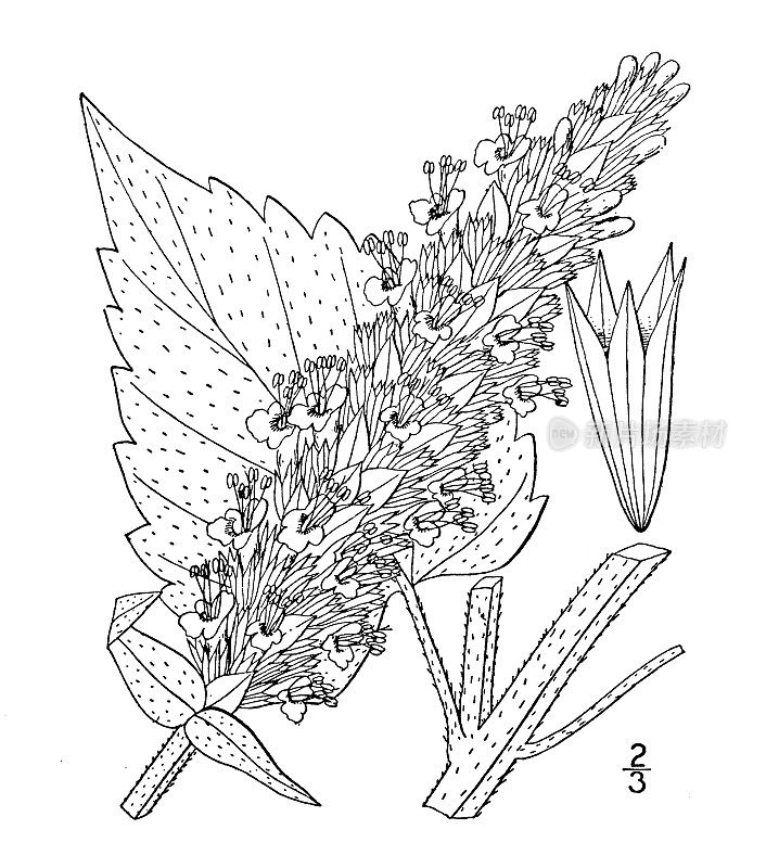 古植物学植物插图:玄参、牛膝草