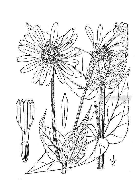 古董植物学植物插图:向日葵，毛向日葵