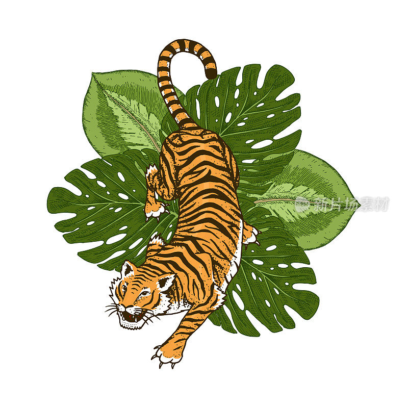 带热带树叶的日本虎。野生动物和绿色植物。用于广告或网络的横幅或海报。