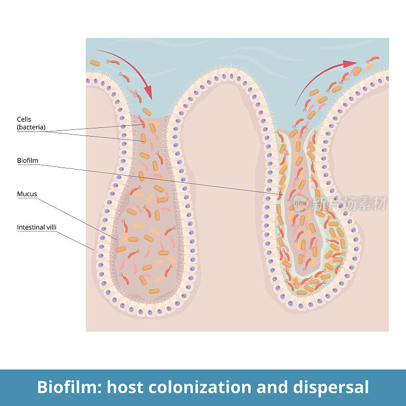 生物膜:宿主的定植和扩散