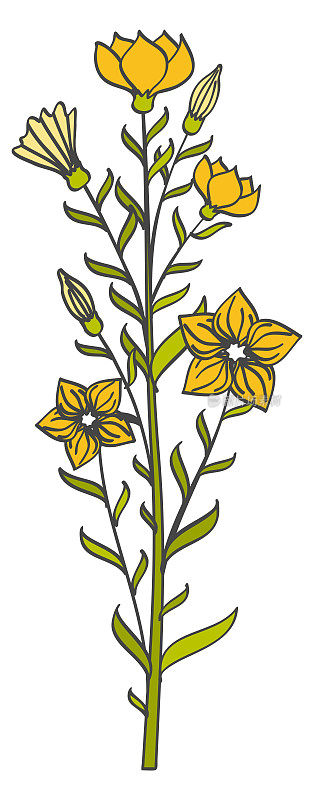 黄花草本植物。植物插图。生长植物孤立在白色
