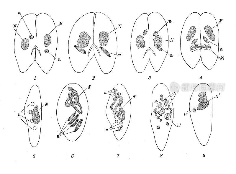 仿古生物动物学图像:草履虫的偶联过程