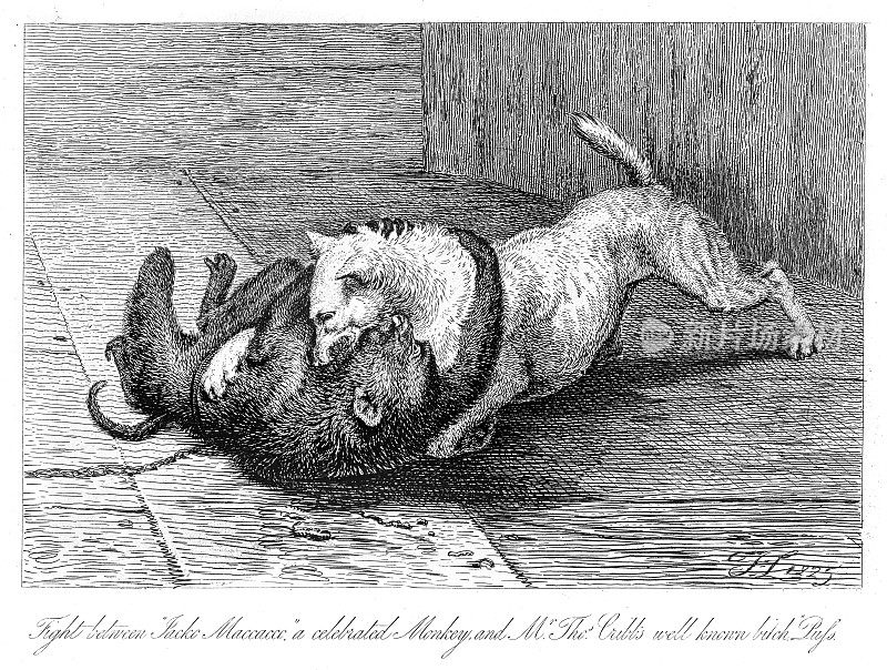 狗和猴子打架的插图雕刻1853年
