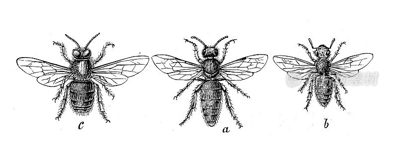古代生物动物学图像:蜜蜂，蜜蜂