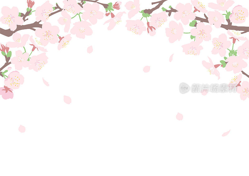 樱花隧道框与飘动的花瓣。A4尺寸卧式。