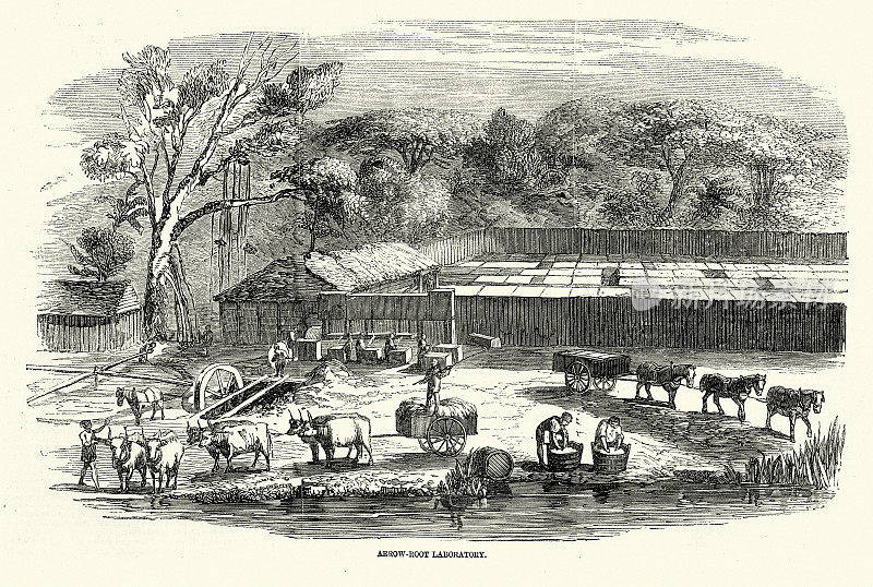 南非纳塔尔港德班的竹芋实验室，19世纪50年代，农业历史