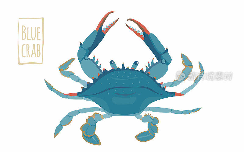 蓝蟹，卡通插图