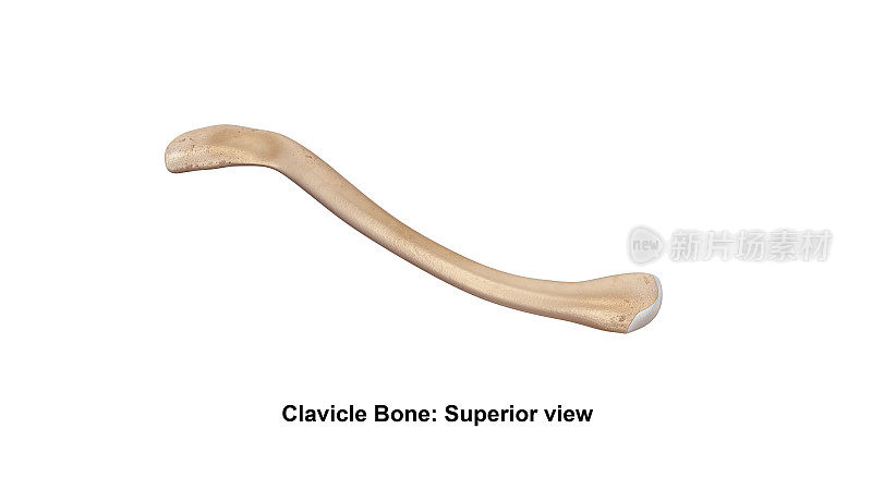 锁骨bone_Superior视图