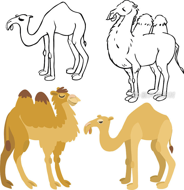 卡通骆驼集