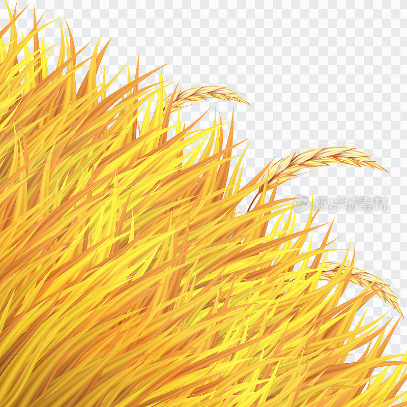 麦田或水稻上的金黄草孤立背景，矢量插图。
