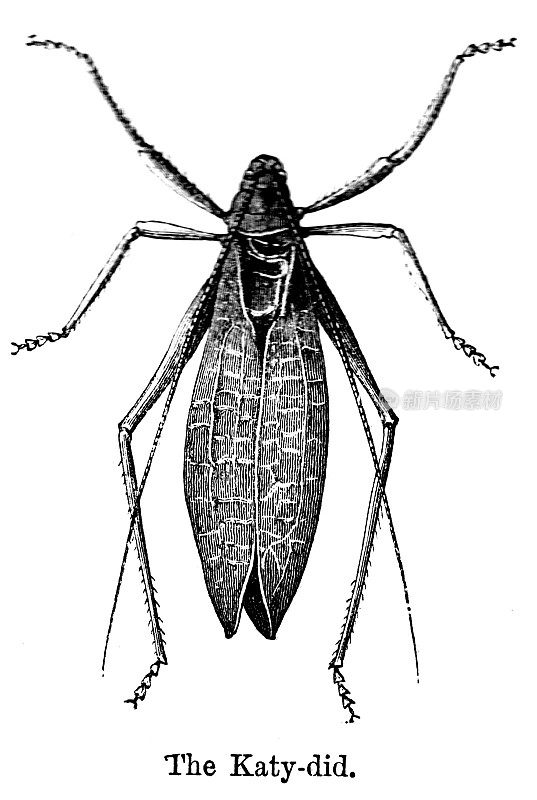 19世纪的凯蒂甲虫雕刻;维多利亚时期的昆虫和野生昆虫学研究，1890年星期日杂志