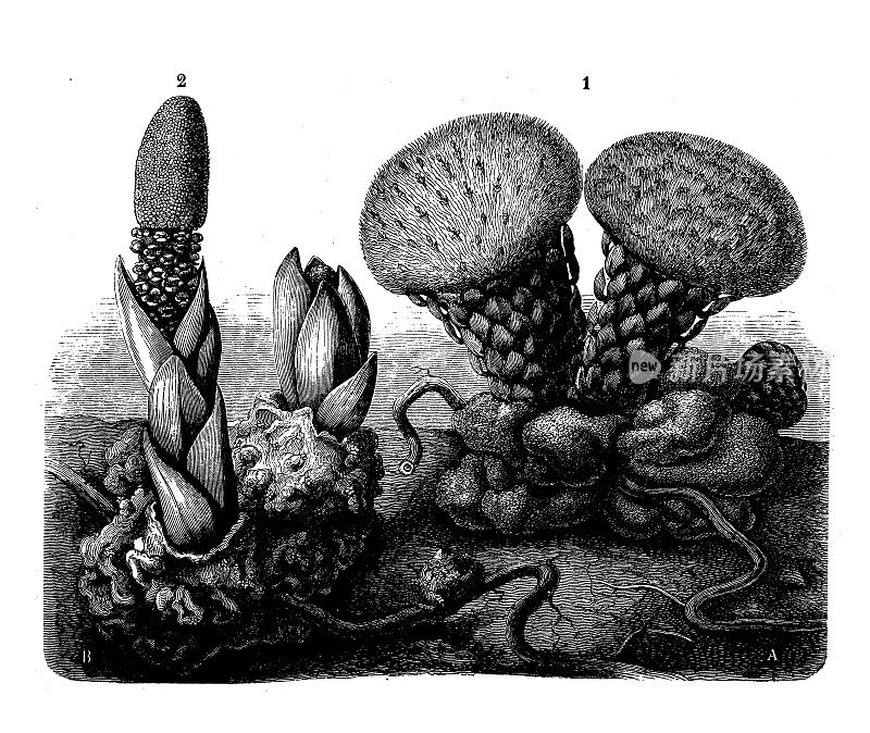 古植物学插图:毛扁豆和蕈形木