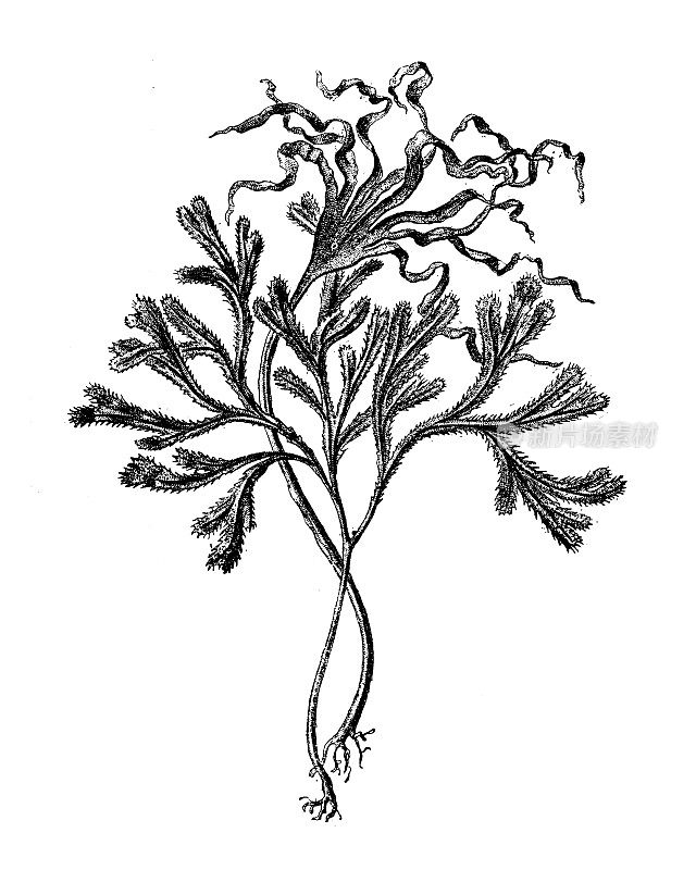 古代植物学插图:锯齿黑角藻，有齿黑角藻，有锯齿黑角藻