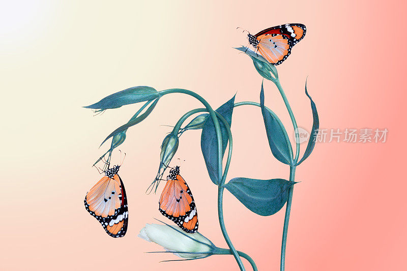 微距镜头，美丽的蝴蝶
