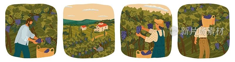 酿酒葡萄的收获。人们在酿酒厂的土地上工作。手绘矢量插图海报。葡萄园景观与葡萄田和酒庄别墅的背景