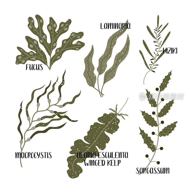 一套可食用的海藻。褐藻或褐藻纲。黑角藻、海带、海带、马尾藻、大囊藻、带翅藻、叶蝉。海蔬菜。矢量平面插图