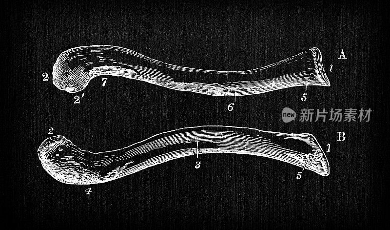 人体解剖学古董插图:锁骨