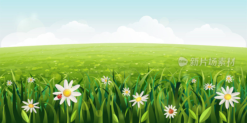 水平雏菊田野景观。绿色的夏天的景象有白色的花，草。阳光明媚的田园现实的春天背景与雏菊，绿色的草地，乡村的田野，山谷。蓝天白云