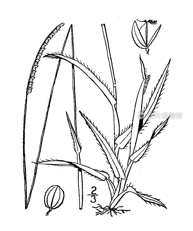 古植物学植物插图:长柄雀稗、长柄雀稗