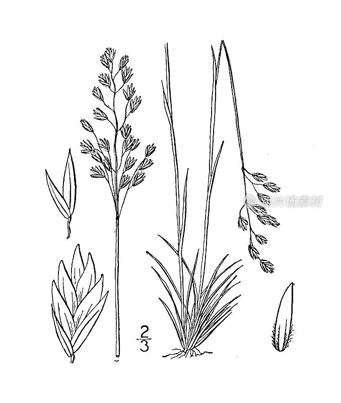 古植物学植物插图:白霜草，白霜草