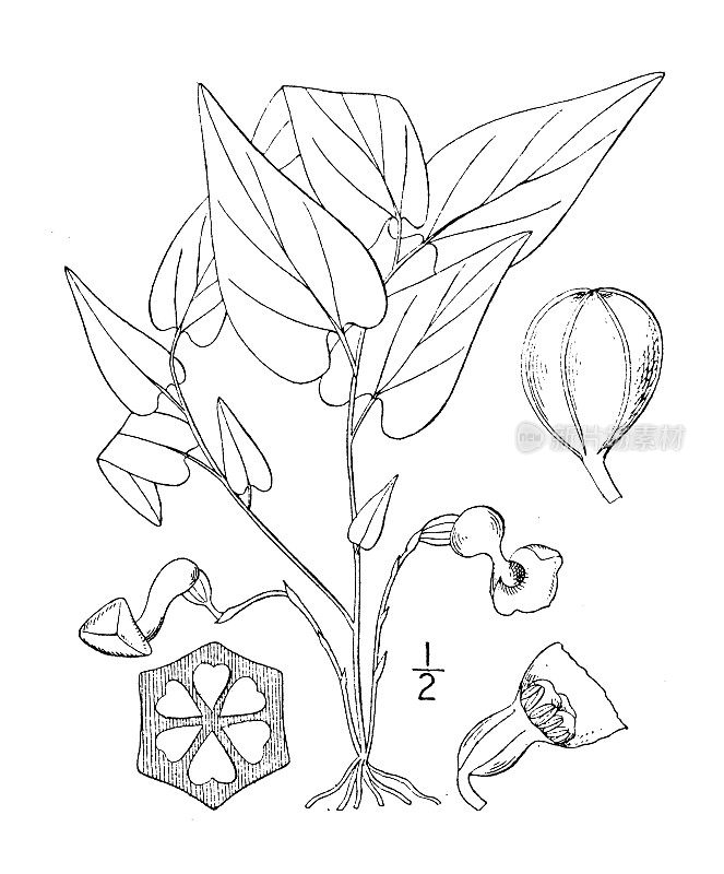 古植物学植物插图:马兜铃草、弗吉尼亚蛇根草、蛇根草