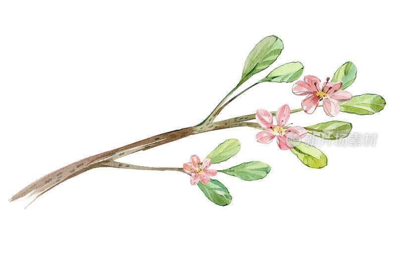 水彩盛开的嫩枝与粉红色的花