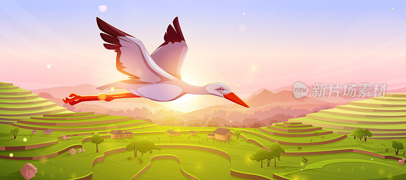 白鹳在日出或日落时在天空中飞翔