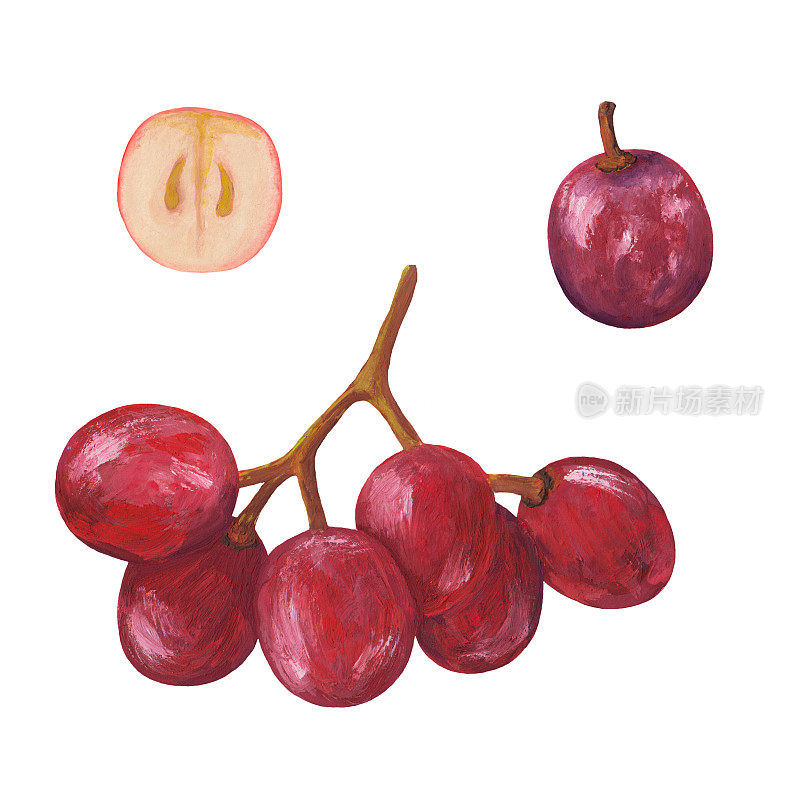 一串红葡萄，一颗葡萄和半颗葡萄纵截面。一串葡萄的写实画。栅格手绘藤插图孤立的白色