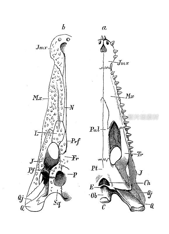 古董生物动物学图像:鳄鱼头骨