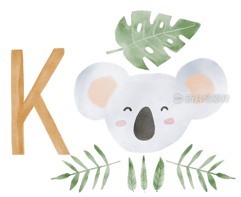 字母k。考拉野生动物园水彩字母。非洲ABC丛林珍奇动物苗圃信。手绘插图孤立的白色背景。