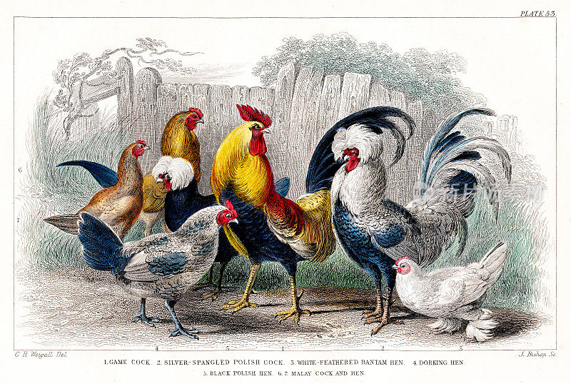游戏公鸡，银色闪光，白色羽毛小矮脚鸡，多金母鸡，黑色波兰母鸡，马来公鸡-罕见的原创，从“动画自然的历史”奥利弗戈德史密斯1872
