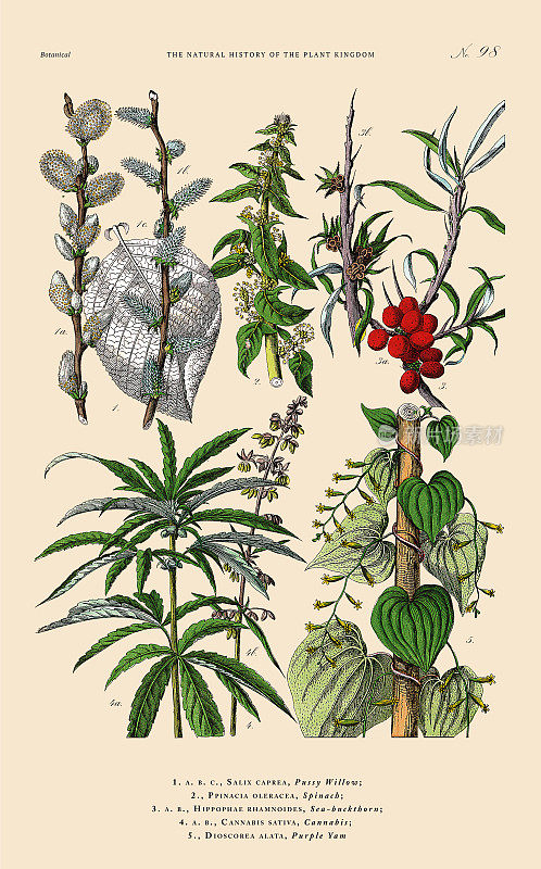 树木和开花植物，植物王国，维多利亚植物插图，大约1853年