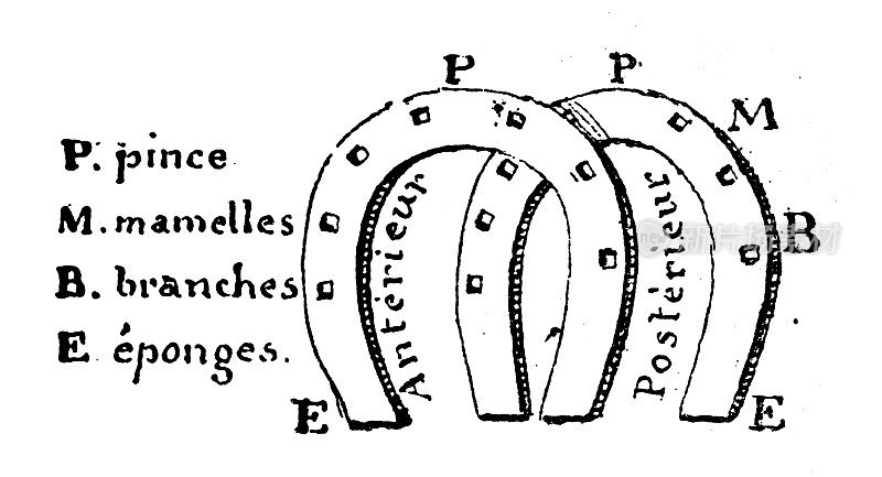 古董插图:马蹄