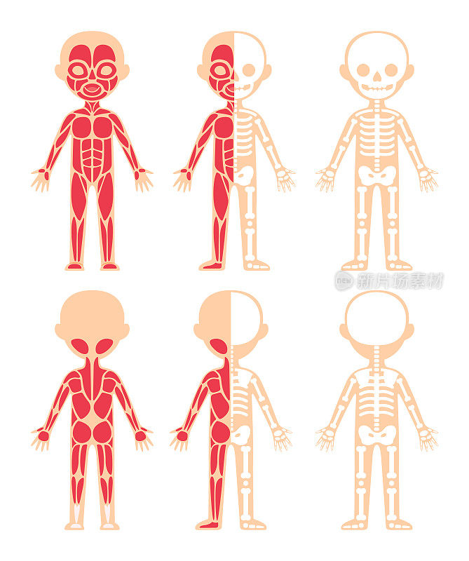 Kid的肌肉和骨骼系统。前视图。卡通色彩和平面模板的教育和解剖课与儿童。孤立的简单方案。医疗设计插图。向量。