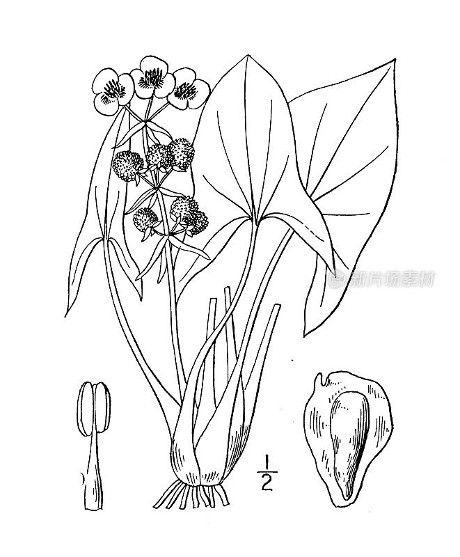 古植物学植物插图:箭叶，海芋叶