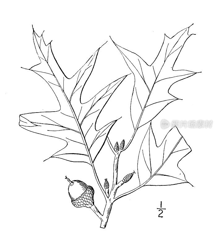 古植物学植物插图:数根栎、西班牙橡树
