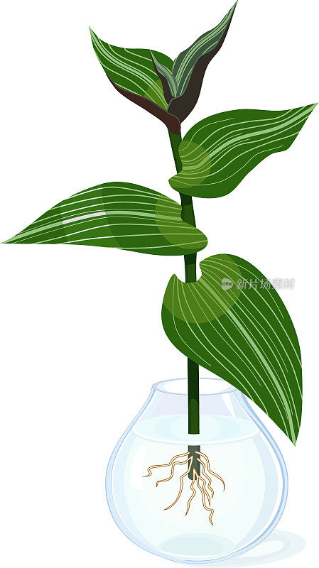 将具有绿叶和根系的流苏(紫露蕉)置于玻璃花瓶中，白色背景上有水隔离
